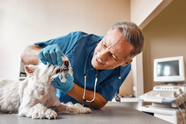 Best Emergency Denture Repair in Big River, CA